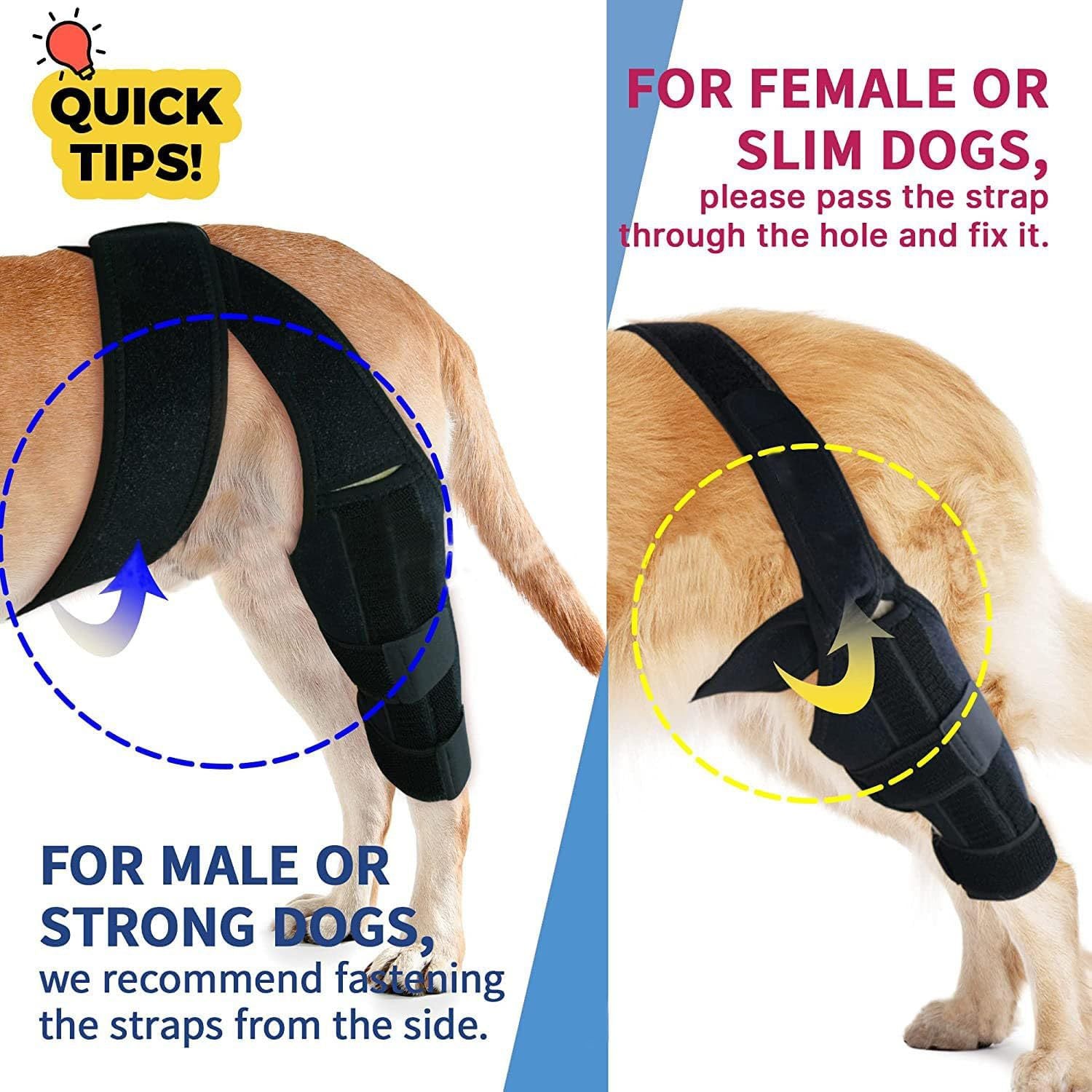 Dog Leg Protective Gear – Injury Recovery and Joint Support