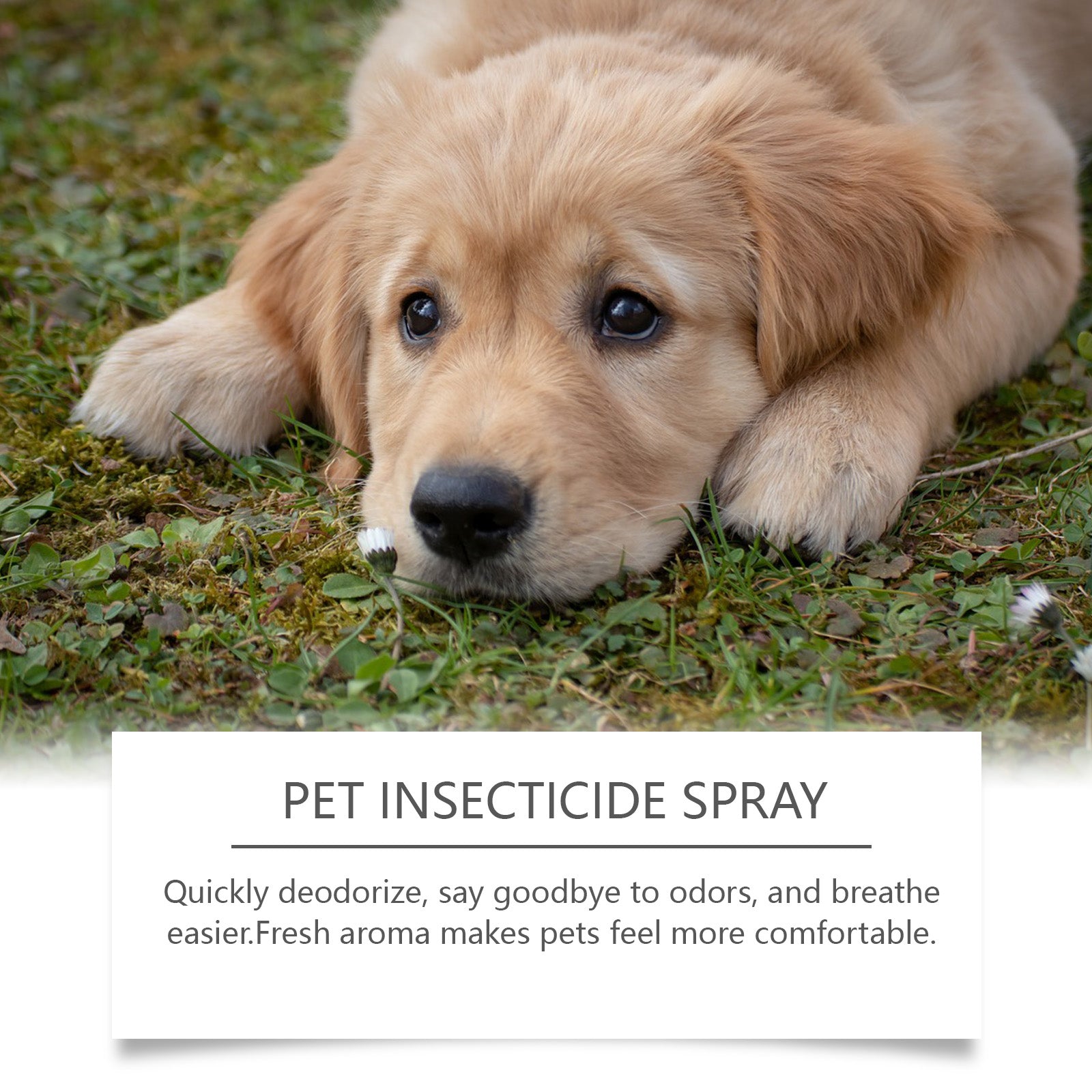 Pet Body Deodorant Spray, Cat And Dog Flea Liquid Deodorant