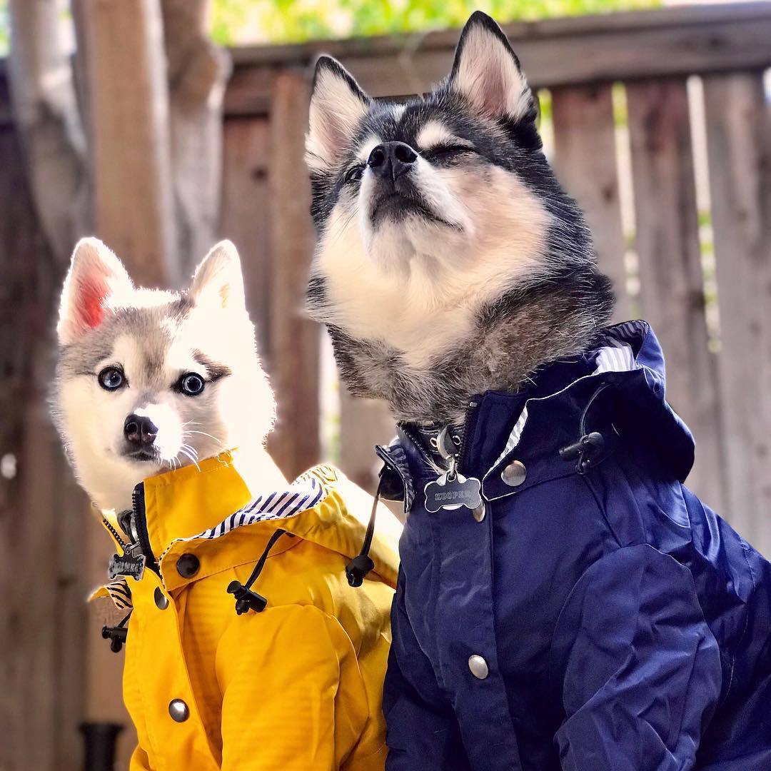 British Retro Dog Raincoat – Windproof and Waterproof Pet Jacket