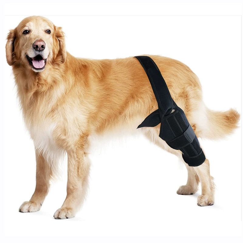 Dog Leg Protective Gear – Injury Recovery and Joint Support